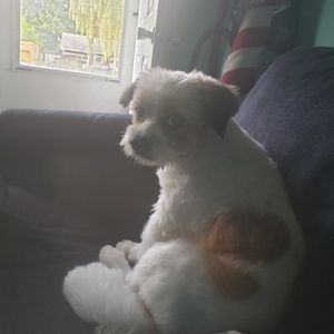 Meet your Posher, Rex